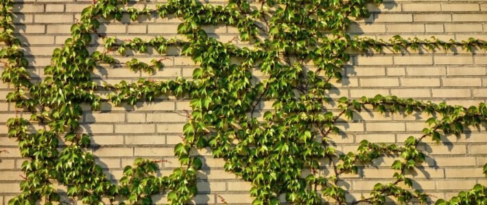 How Professional Brick Cleaning Can Transform Your Home