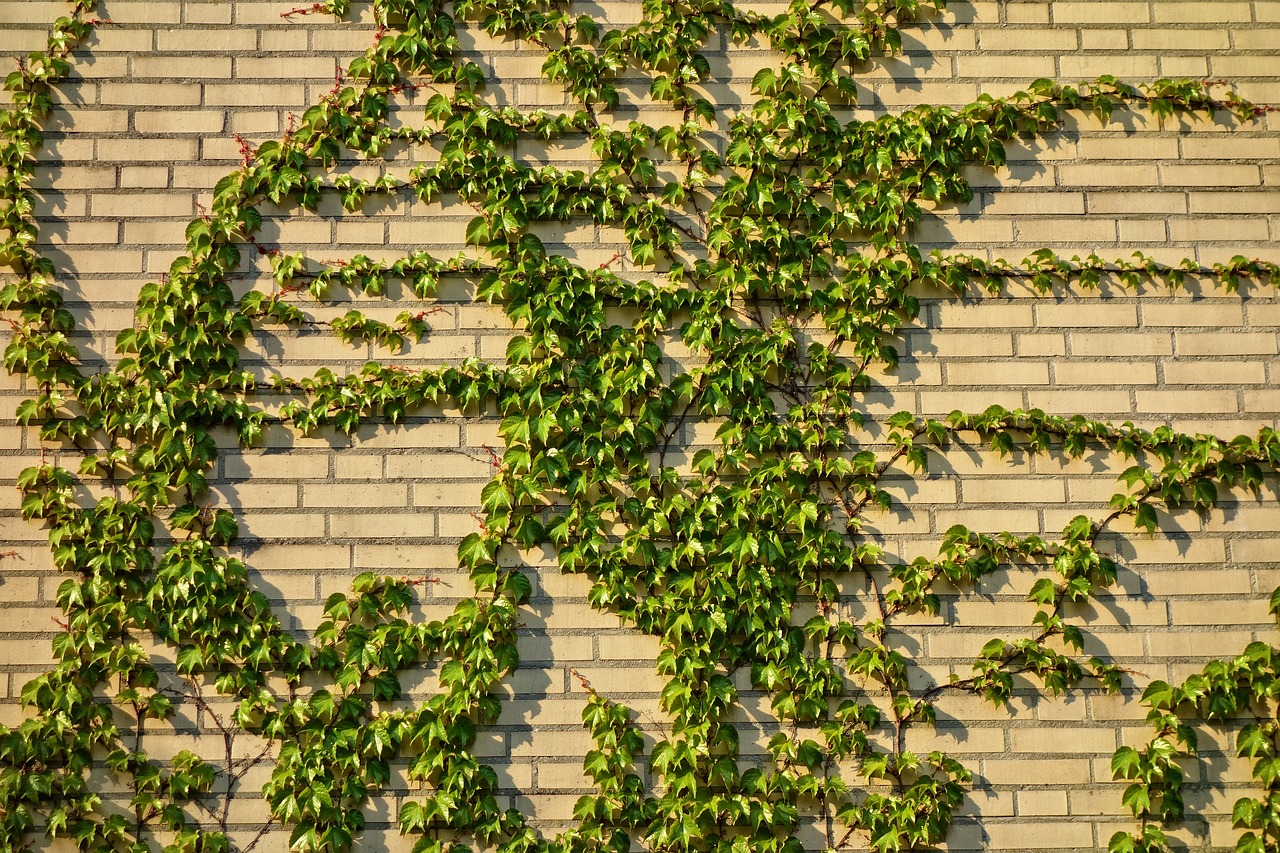 Casey Brick Wall with Green Vines brick cleaning